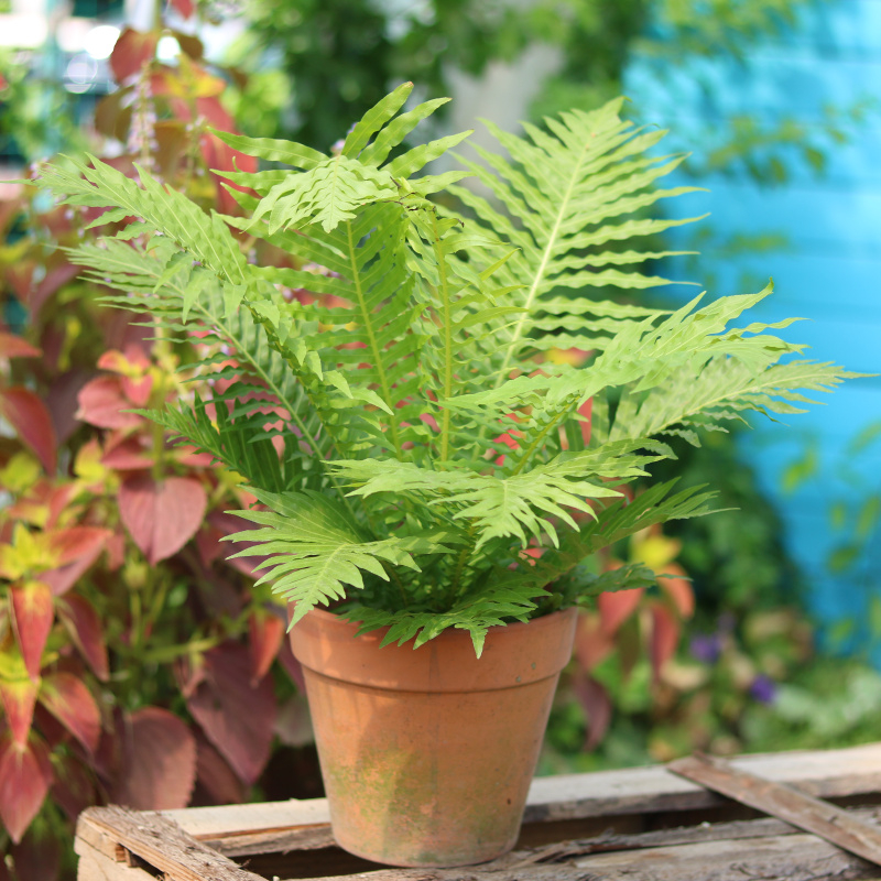 蕨类植物20元一棵